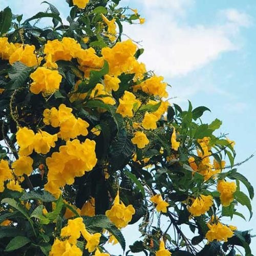 Yamishibai: Preparativos para a 16ª Temporada com o Tema ‘Laços’